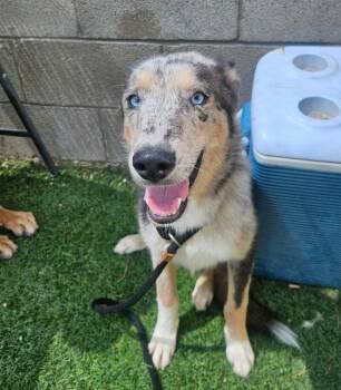 Ricky -  Catahoula Leopard Dog and Collie Dog for Adoption in Sedalia, Colorado - Ricky | PetCurious