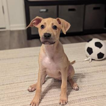 Ivy -  Labrador Retriever and Hound Dog for Adoption in Kannapolis, North Carolina - Ivy | PetCurious