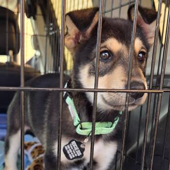 Little Shepsky -  Shepherd and Husky Dog for Adoption in Oakville, Washington - Little Shepsky | PetCurious
