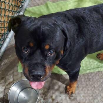 Zeus -  Rottweiler Dog for Adoption in Lake Havasu City, Arizona - Zeus | PetCurious