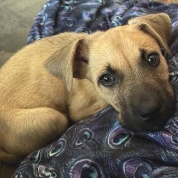 Ojo -  Mixed Breed Dog for Adoption in Buffalo, Minnesota - Ojo | PetCurious