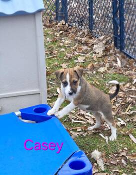 Rescue Boxer and German Shepherd Dog Dogs for Adoption in Warren, Michigan - Casey | PetCurious