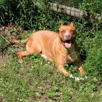 Lux -  American Staffordshire Terrier and Mixed Breed Dog for Adoption in Flintstone, Maryland - Lux | PetCurious