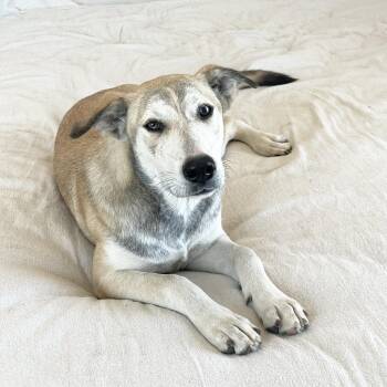 Rescue Labrador Retriever and Siberian Husky Dogs for Adoption in Burlington, North Carolina - Wonderful Babybel | PetCurious