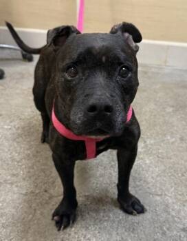 Mixed Breed Dogs Available for Adoption - Tini | PetCurious