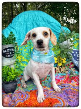 Duffy -  Chiweenie Dog for Adoption in Sebring, Florida - Duffy | PetCurious