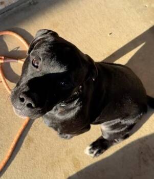 Mixed Breed and Staffordshire Bull Terrier Dogs Available for Adoption in Rochester, Indiana - PRESLEY | PetCurious