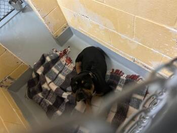 Rescue Pit Bull Terrier Dogs for Adoption in Tulsa, Oklahoma - PAPA DOG | PetCurious