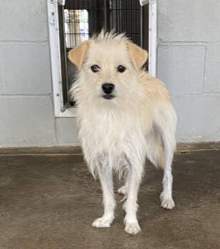 Rescue Terrier Dogs for Adoption in Canutillo, Texas - Jasmine | PetCurious