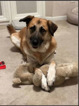Rescue German Shepherd Dog and Great Pyrenees Dogs for Adoption in Winston-salem, North Carolina - Gracie | PetCurious