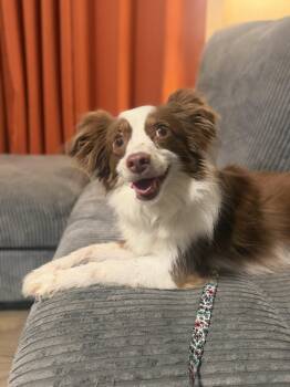 Honey -  Australian Shepherd Dog for Adoption in Akron, Ohio - Honey | PetCurious