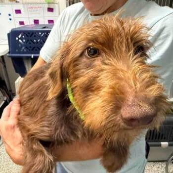 Apolline -  Mixed Breed Dog for Adoption in Fredericksburg, Virginia - Apolline | PetCurious
