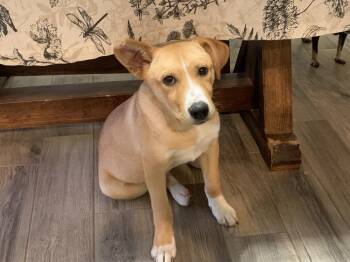 Carolina Dog Dogs Available for Adoption - Rusty | PetCurious