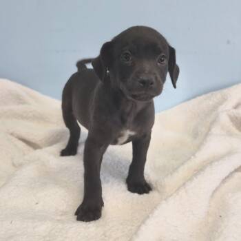 Moth Man -  Mixed Breed Dog for Adoption in Wahiawa, Hawaii - Moth Man | PetCurious