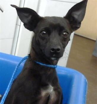 Mixed Breed Dogs Available for Adoption - LOLA | PetCurious