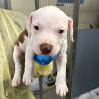 Pit Bull Terrier Dogs Available for Adoption in Chesapeake, Virginia - Rusty | PetCurious