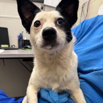 Seashell(Adoption Fee Sponsored) -  Mixed Breed Dog for Adoption in Columbiana, Alabama - Seashell(Adoption Fee Sponsored) | PetCurious