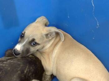 Rescue Mixed Breed Dogs for Adoption in Dallas, Texas - ARIES | PetCurious