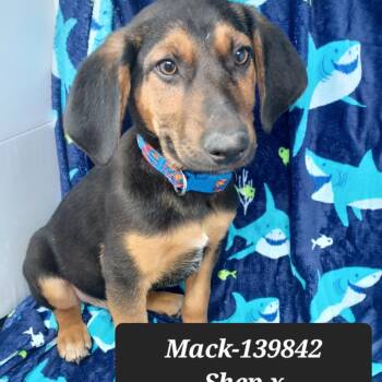 German Shepherd Dog Dogs Available for Adoption - Mack | PetCurious
