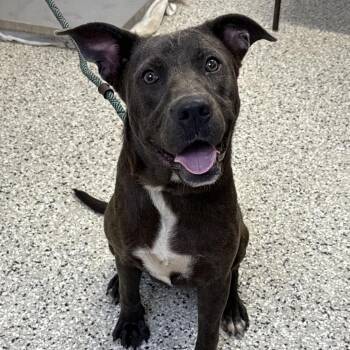 Snow Cone -  Labrador Retriever and German Shepherd Dog Dog for Adoption in Hattiesburg, Mississippi - Snow Cone | PetCurious
