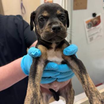 Milton -  Shepherd and Retriever Dog for Adoption in Birmingham, Alabama - Milton | PetCurious