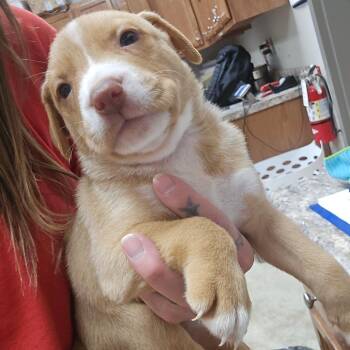 Cedar 090503U -  Shepherd and Mixed Breed Dog for Adoption in Tupelo, Mississippi - Cedar 090503U | PetCurious