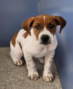 Ruby -  Hound Dog for Adoption - Ruby | PetCurious