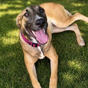 Kelsey (Rosas) -  Shepherd and Husky Dog for Adoption in Conroe, Texas - Kelsey (Rosas) | PetCurious