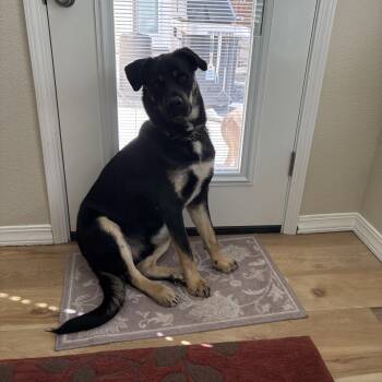 German Shepherd Dog and Rottweiler Dogs Available for Adoption - Roscoe - Courtesy Post | PetCurious