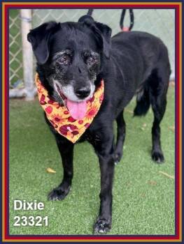 DIXIE (see also MARLEY) -  Labrador Retriever and Dalmatian Dog for Adoption in Marietta, Georgia - DIXIE (see Also MARLEY) | PetCurious