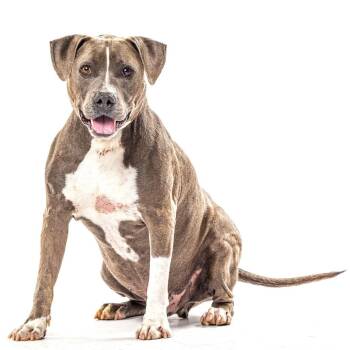 Paco -  Pit Bull Terrier and Mixed Breed Dog for Adoption in Reno, Nevada - Paco | PetCurious
