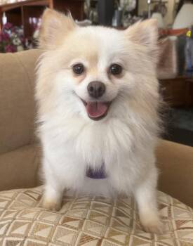 Princess Di -  Pomeranian Dog for Adoption in Mundelein, Illinois - Princess Di | PetCurious