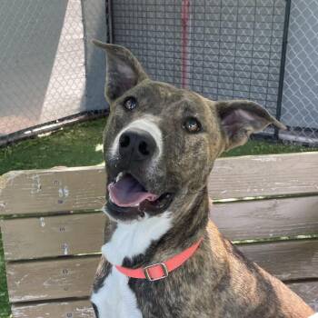 Harley VT 53853 -  Pit Bull Terrier and Plott Hound Dog for Adoption in Las Vegas, Nevada - Harley VT 53853 | PetCurious