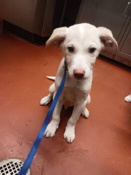 Butter -  Mixed Breed Dog for Adoption in Douglasville, Georgia - Butter | PetCurious