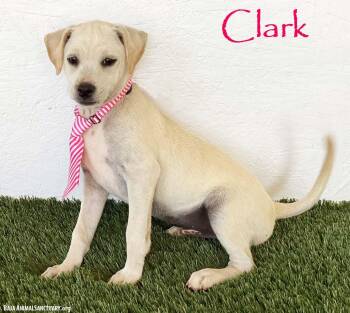 Clark -  Rat Terrier and Yellow Labrador Retriever Dog for Adoption in San Diego, California - Clark | PetCurious