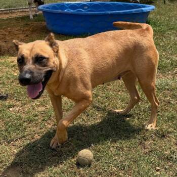 Halsey in NH. Come Meet our Adoptable Dogs Wednesday-Saturday. M -  Mountain Cur Dog for Adoption in Manchester, New Hampshire - Halsey In NH. Come Meet Our Adoptable Dogs Wednesday-Saturday. M | PetCurious