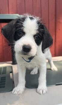 Luis Miguel -  Chihuahua and Shih Tzu Dog for Adoption in Mundelein, Illinois - Luis Miguel | PetCurious