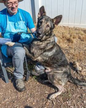 Rocky -  Mixed Breed Dog for Adoption in Chamblee, Georgia - Rocky | PetCurious