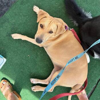 Nala -  Yellow Labrador Retriever and Catahoula Leopard Dog Dog for Adoption in Grand Junction, Colorado - Nala | PetCurious