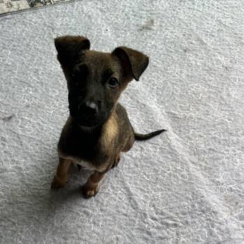 Finn -  German Shepherd Dog and Mixed Breed Dog for Adoption in Escondido, California - Finn | PetCurious