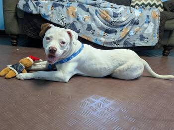 Rescue Pit Bull Terrier Dogs for Adoption in Wooster, Ohio - LOONA | PetCurious