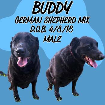 Buddy -  German Shepherd Dog and Labrador Retriever Dog for Adoption in Caldwell, Texas - Buddy | PetCurious