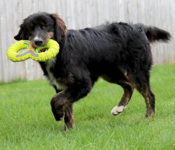 Koala (Aussie Animal litter) -  Golden Retriever and Australian Shepherd Dog for Adoption in Silvana, Washington - Koala (Aussie Animal Litter) | PetCurious