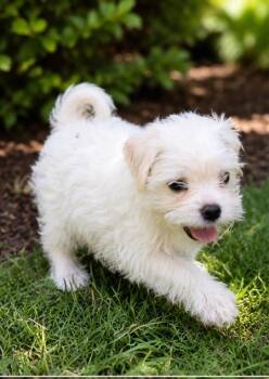 Abby -  Maltese Dog for Adoption in Plano, Texas - Abby | PetCurious