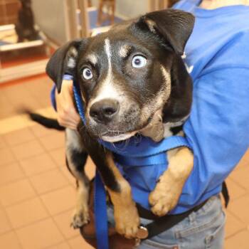 Mixed Breed Dogs Available for Adoption - Paisley | PetCurious