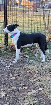 Border Collie Dogs Available for Adoption in Indianapolis, Indiana - Sara Lynn | PetCurious