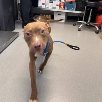 Nitro -  Mixed Breed Dog for Adoption in West Chester, Pennsylvania - Nitro | PetCurious