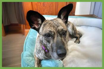 Coconut -  Dutch Shepherd and German Shepherd Dog Dog for Adoption in Amherst, Massachusetts - Coconut | PetCurious