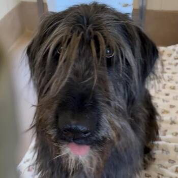 Standard Poodle and English Setter Dogs Available for Adoption in Reno, Nevada - Holly | PetCurious