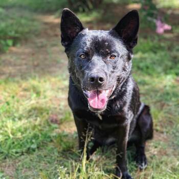Mystic -  Belgian Shepherd Malinois and Black Labrador Retriever Dog for Adoption in Portland, Oregon - Mystic | PetCurious